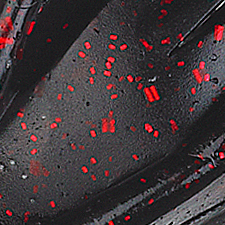 Black Red Glitter