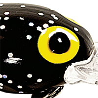 Black/Silver Flake/Red Tail