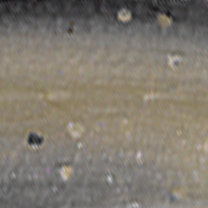 Black Shad