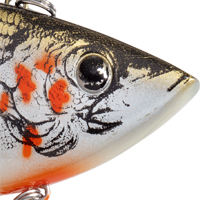 Bleeding Shiner