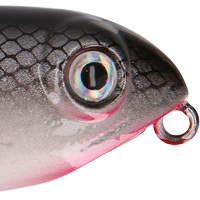 Bleeding Tennessee Shad