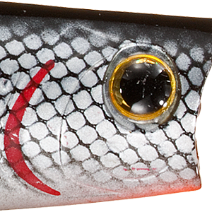 Bleeding Tennessee Shad