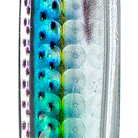 Blue Back Herring