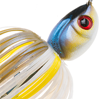 Blue Back Herring