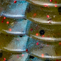 Blue Craw/Red Flake