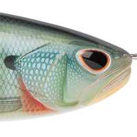 Bluegill