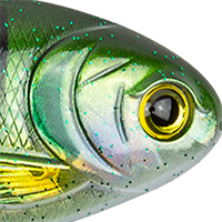 Bluegill