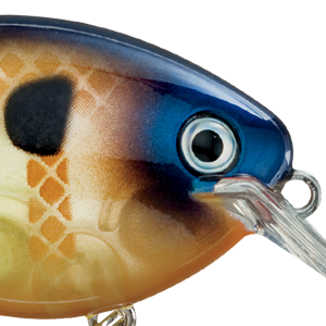 Bluegill