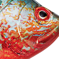 Bluegill