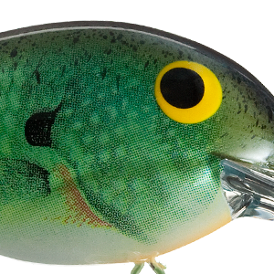Bluegill
