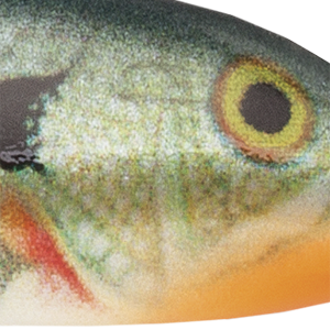 Bluegill