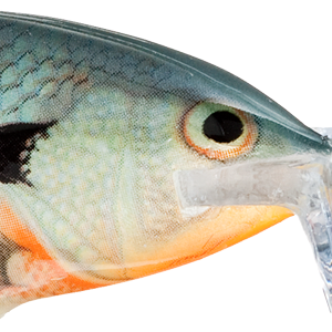 Bluegill