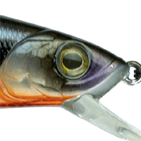 Bluegill Spawn