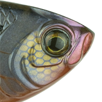 Bluegill Spawn