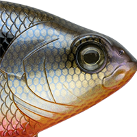 Bluegill Spawn