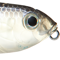 Blue Gizzard Shad