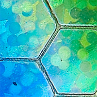 Blue/Green Hex Foil