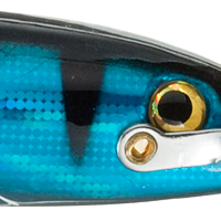 Blue Mackerel