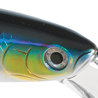 Blue Mackerel