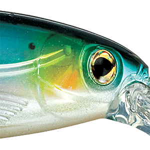 Blue Sardine