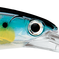 Blue Sardine