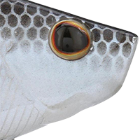 Blue Shad
