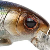 Blue Smelt