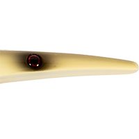 Bone