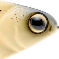 Bone