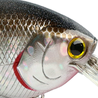 BP Golden Shiner