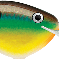 Bream