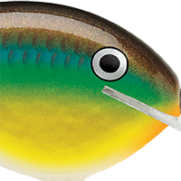 Bream