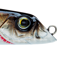 Bronze Shiner