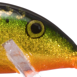 Brook Trout