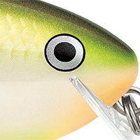Bruised Citrus Shad