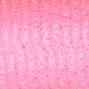 Bubble Gum
