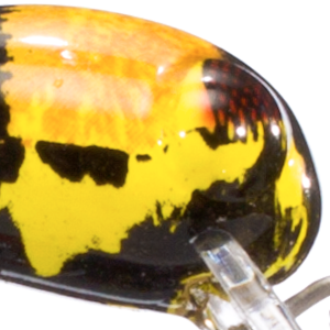 Bumble Bee