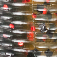 California Craw