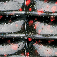 California Craw
