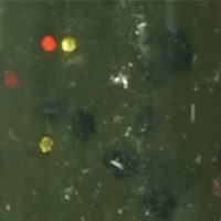 Canada Craw