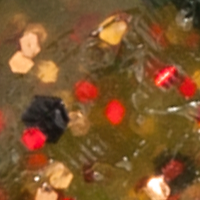 Canada Craw