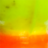 Chartreuse/Fluorescent Orange