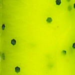 Chartreuse Pepper