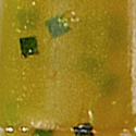Chartreuse Pumpkin