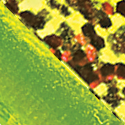 Chartreuse/Red Glitter