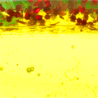 Chartreuse/Red Glitter