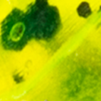 Chartreuse
