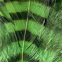 Chartreuse/Black