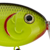 Chartreuse Black Back