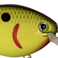 Black Back Chartreuse